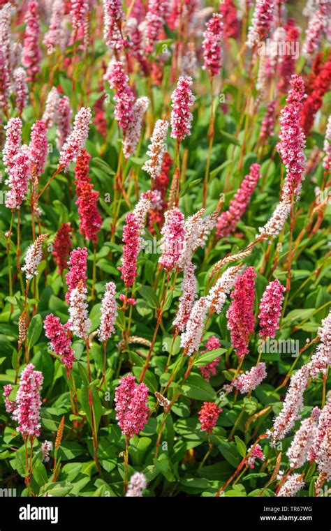 Amphibious bistort persicaria affinis hi-res stock photography and ...