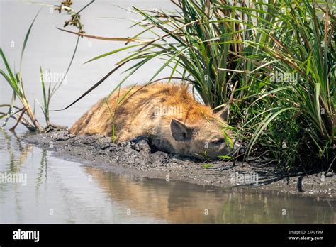 Spotted Hyena Crocuta Crocuta Lies On Riverbank By Reeds In Serengeti