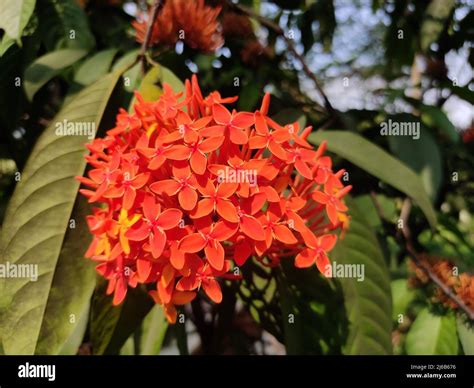 Ixora chinensis flower comúnmente conocida como ixora china es una