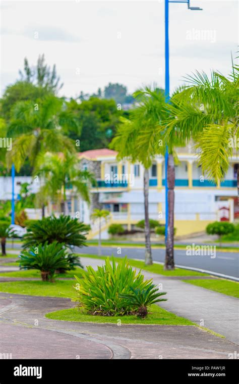 Green Plants On The Waterfront Of Samana Dominican Republic Stock