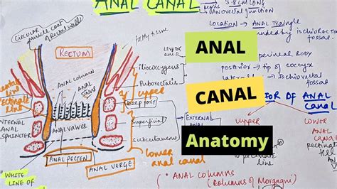 Anal Canal Anatomy Interior Of Anal Canal Youtube