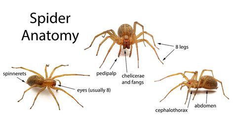 Parts Of A Spider Poster Parts Of A Spider Preschool Preschool Teacher