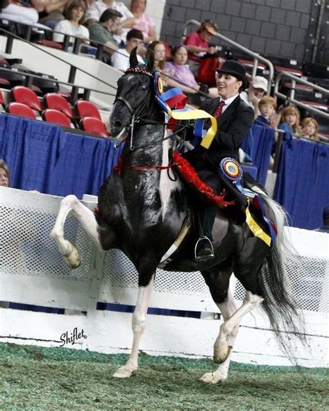 Wcc Ch Dr Zhivago American Saddlebred American Saddlebred Horses