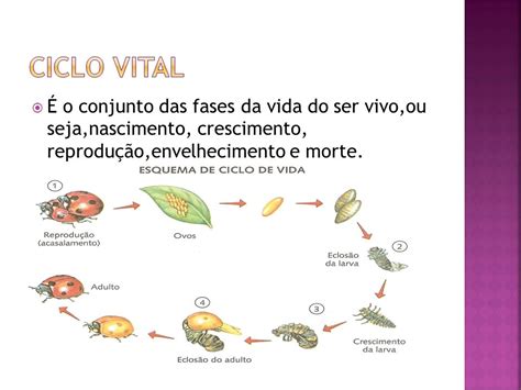 Ciclo De Vida Dos Seres Vivos - Vida: consequência da evolução ou milagre? :: Biociencia7