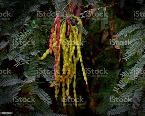 Red And Green Mesquite Tree Pods Stock Photo - Download Image Now ...