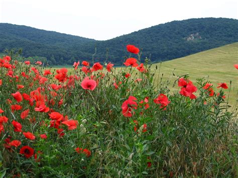 red poppies 1 Free Photo Download | FreeImages