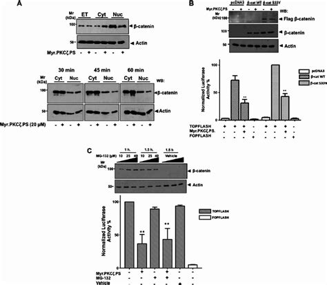 Pkc F Inhibition Does Not Affect B Catenin Protein Levels A Total