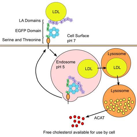 Lipoproteins Cholesterol Homeostasis And Cardiac Health