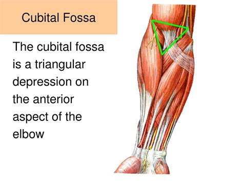 Ppt Muscles Of The Arm And Cubital Fossa Powerpoint Presentation