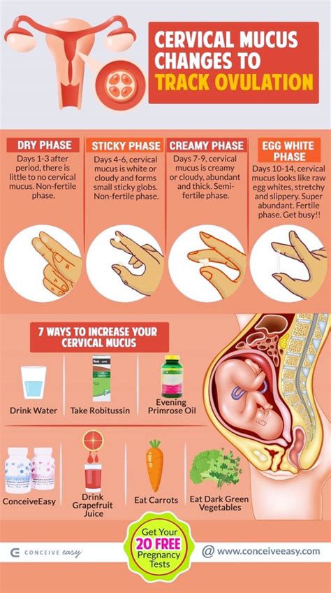 What Does Ovulation Mucus Look Like - What Does