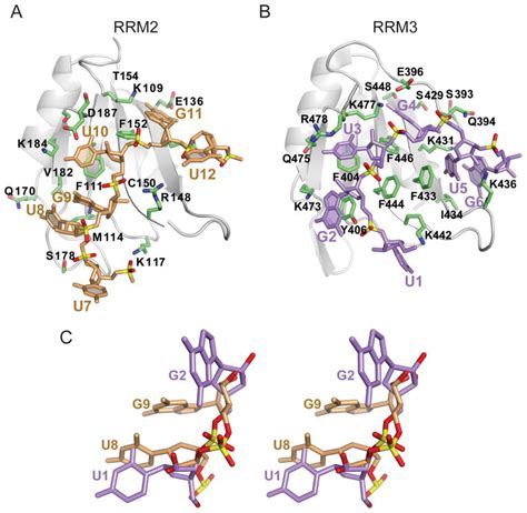 Structural Insights Into Rna Recognition By The Alternate Splicing