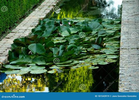 Pond Landscaping with Aquatic Plants Stock Image - Image of clean ...