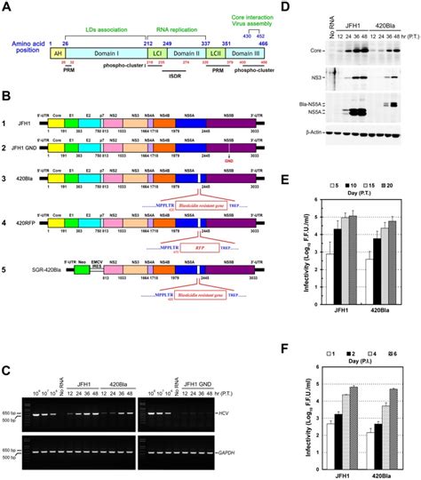 A Schematic Representation Of The Domain Organization Of Jfh Ns A