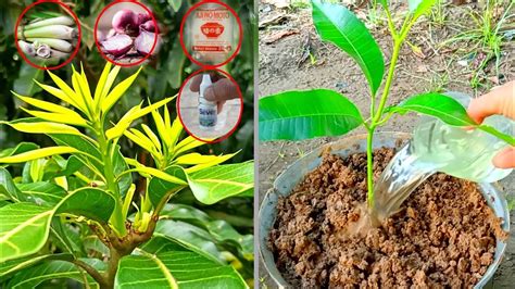 Top 4 Liquid Fertilizer For Mango Tree 100 Success Best Fertilizer Youtube