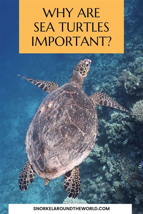 Why Are Sea Turtles Important For The Ecosystem And For Humans