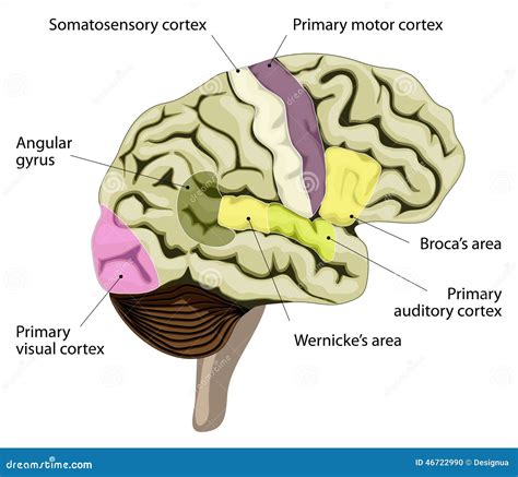 The Human Brain Cortical Representation Of Speech And Language Stock