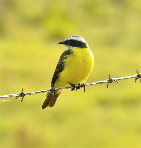 Foto Bentevizinho De Penacho Vermelho Myiozetetes Similis Por