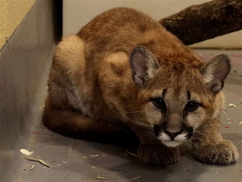 8 Adorable Photos Of The The Philadelphia Zoo's Two New Puma Cubs