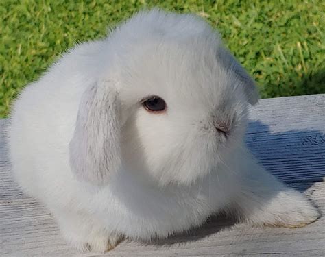 Waiting List Pedigreed Holland Lops Rabbits For Sale