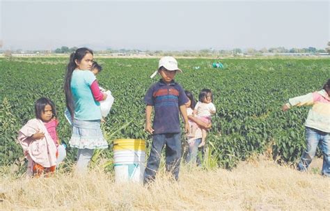 Notifama Informaciòn Estatal Niños jornaleros entre miseria y