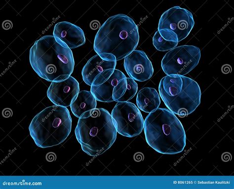 Human Cells Royalty Free Stock Photo Image