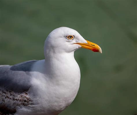 Winter Birds of Michigan ID Guide (& Winter bird feeding Tips)