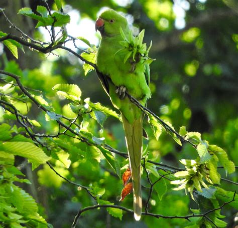 Rose Ringed Parakeet Big Year Birding