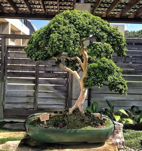 The bonsai collection at the Monastery of the Holy Spirit, Conyers Georgia – Adam's Art and ...