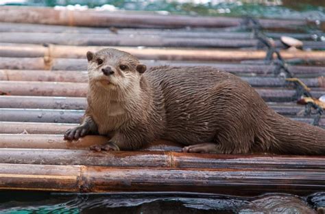 Otter Facts, Types, Diet, Reproduction, Classification, Pictures