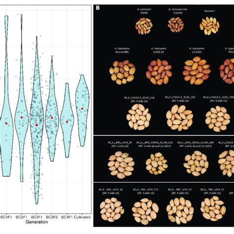 Violin Plots For The Proportion Of Wild Genome Y Axis In Each