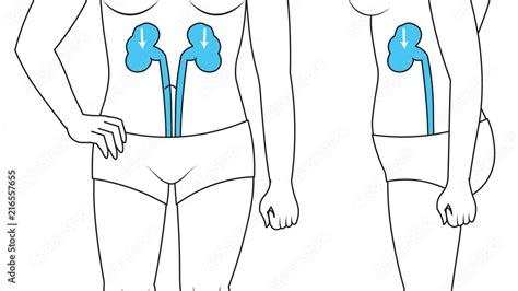 kidneys on human body front and side view medical patient treatment ...