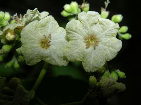 Palo Noble Rboles De Colima Latifoliadas Inaturalist