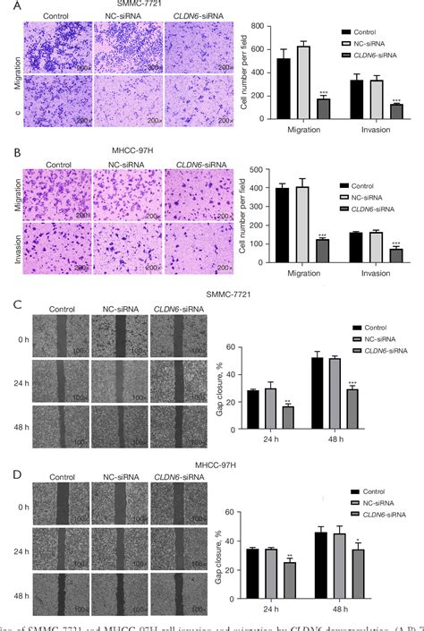 Figure From Downregulation Of Cldn Inhibits Cell Migration And