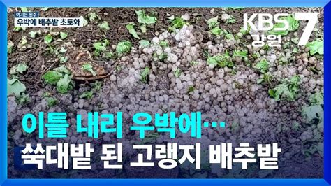 여기는 원주 이틀 내리 우박에쑥대밭 된 고랭지 배추밭 Kbs 20230612 Youtube