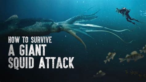 Giant Squid Attack How To Survive For Scuba Divers