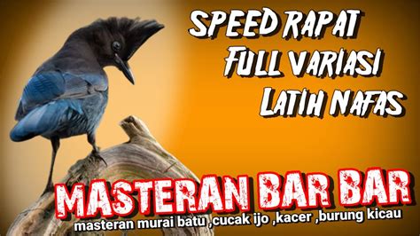 BAR BAR Suara Burung MASTERAN Speed Rapat Full Variasi Cocok Untuk