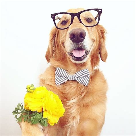 I Love Golden Retrievers On Instagram Hey There Cutie I Brought You