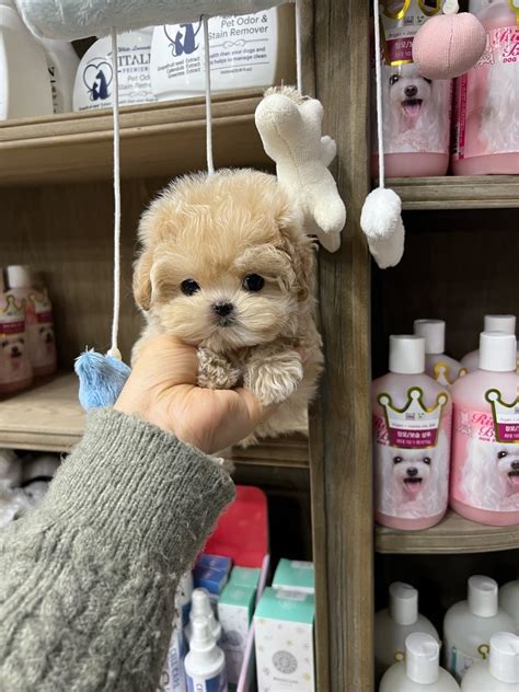 Купить щенка Мальтипу | Щенки маленьких пород собак