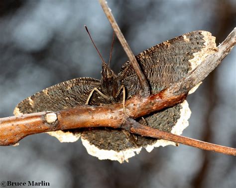 Mourning Cloak Butterfly - Nymphalis antiopa - North American Insects ...