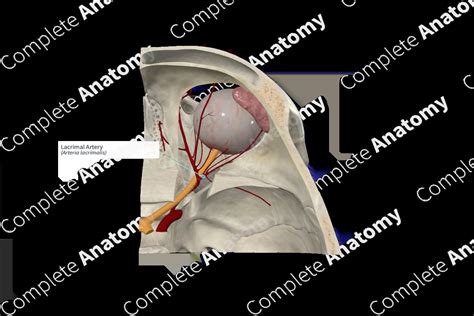 Lacrimal Artery Complete Anatomy