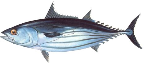 Skipjack Tuna Asiapacific Fishwatch