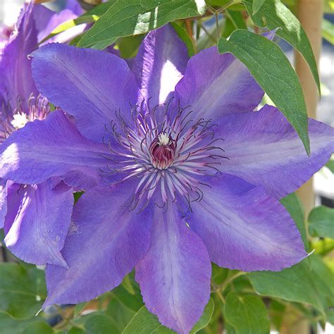 Clematis Alpina Blue Dancer Clematis Blue Dancer In Gardentags