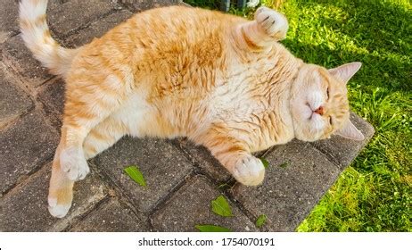 Fat Ginger Cat Photos, Images & Pictures | Shutterstock