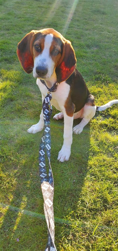 Coonhound Puppies For Sale | Auburn, WA #329245 | Petzlover