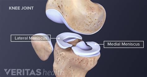 Anatomy Of Meniscus