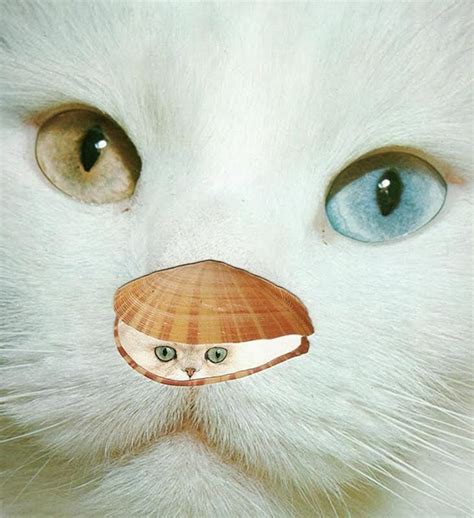 The Art Of Cats In Seashells Another