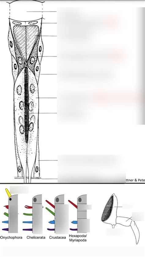 Malacostraca Ommatidia und Extremitäten Diagram | Quizlet