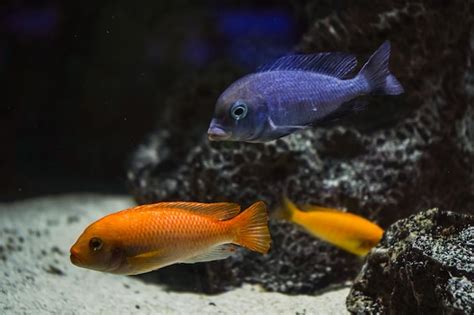 Discus ciclídeos coloridos no aquário peixes de água doce que vivem na