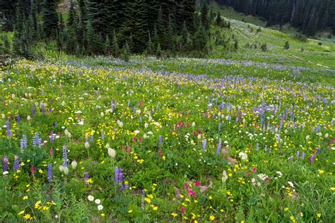 🔥 40 Mount Rainier Meadow Flowers Wallpapers Wallpapersafari