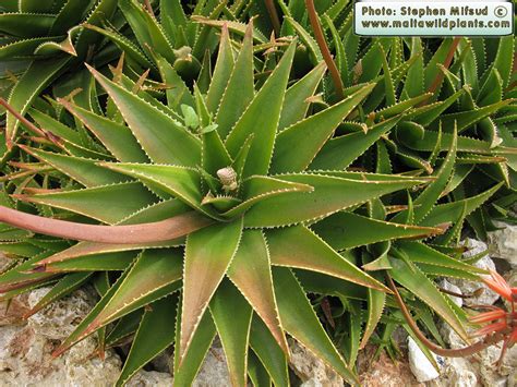 Aloe Arborescens Krantz Aloe The Online Flora Of The Maltese Islands